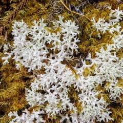 Lichens and moss